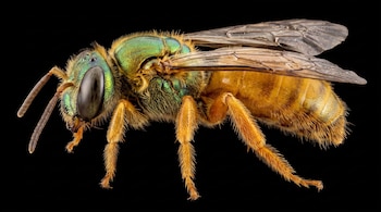 Abeja Megalopta genalis de perfil, con cabeza y tórax verde brillante, abdomen y patas anaranjadas peludas, alas transparentes, sobre fondo negro.