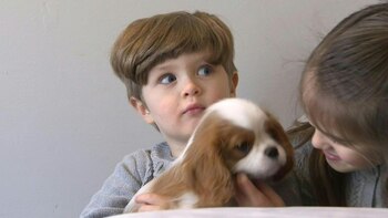 Cuando el sistema inmunitario de