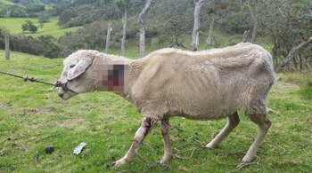 Son pocas las ovejas que
