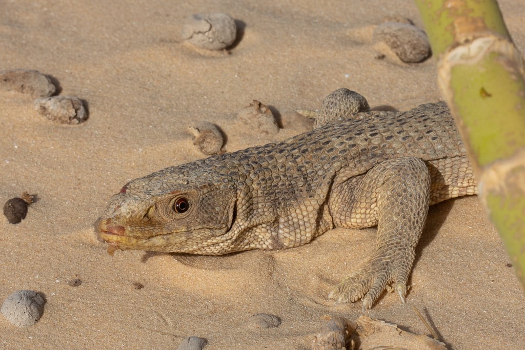 Varano de sabana. (Pedro Alonso/iNaturalist CC BY-NC 4.0)