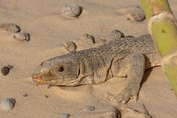 Varano de sabana. (Pedro Alonso/iNaturalist CC BY-NC 4.0)