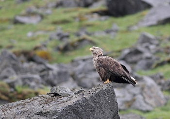 Pigargo europeo. (Bouke ten Cate/Wikimedia Commons)