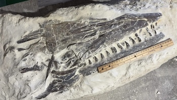 Un niño descubrió fósil de reptil marino gigante de 85 millones de años en Kansas y lo exhibirá en una feria local