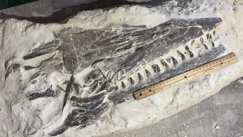 Un niño de 11 años halló en Kansas un fósil marino de 85 millones de años