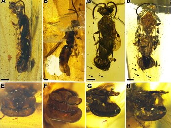 El aparato abdominal recuerda a