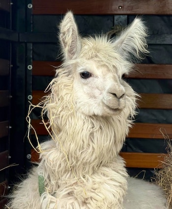 La operación de rescate fue liderada por la Alcaldía Local de Santa Fe junto con el Instituto Distrital de Protección y Bienestar Animal y la Policía Ambiental - crédito Protección Animal Bogotá