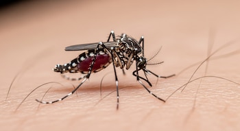 Primer plano de un mosquito Aedes albopictus sobre piel humana, con el abdomen visiblemente lleno, patas a rayas blancas y negras, y cuerpo oscuro.