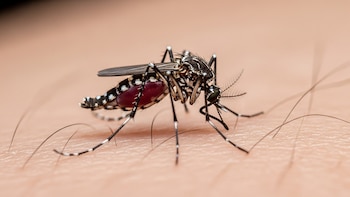 Bajaron los casos de dengue y chikungunya en Jujuy tras la llegada del frío, pero preocupa la influenza