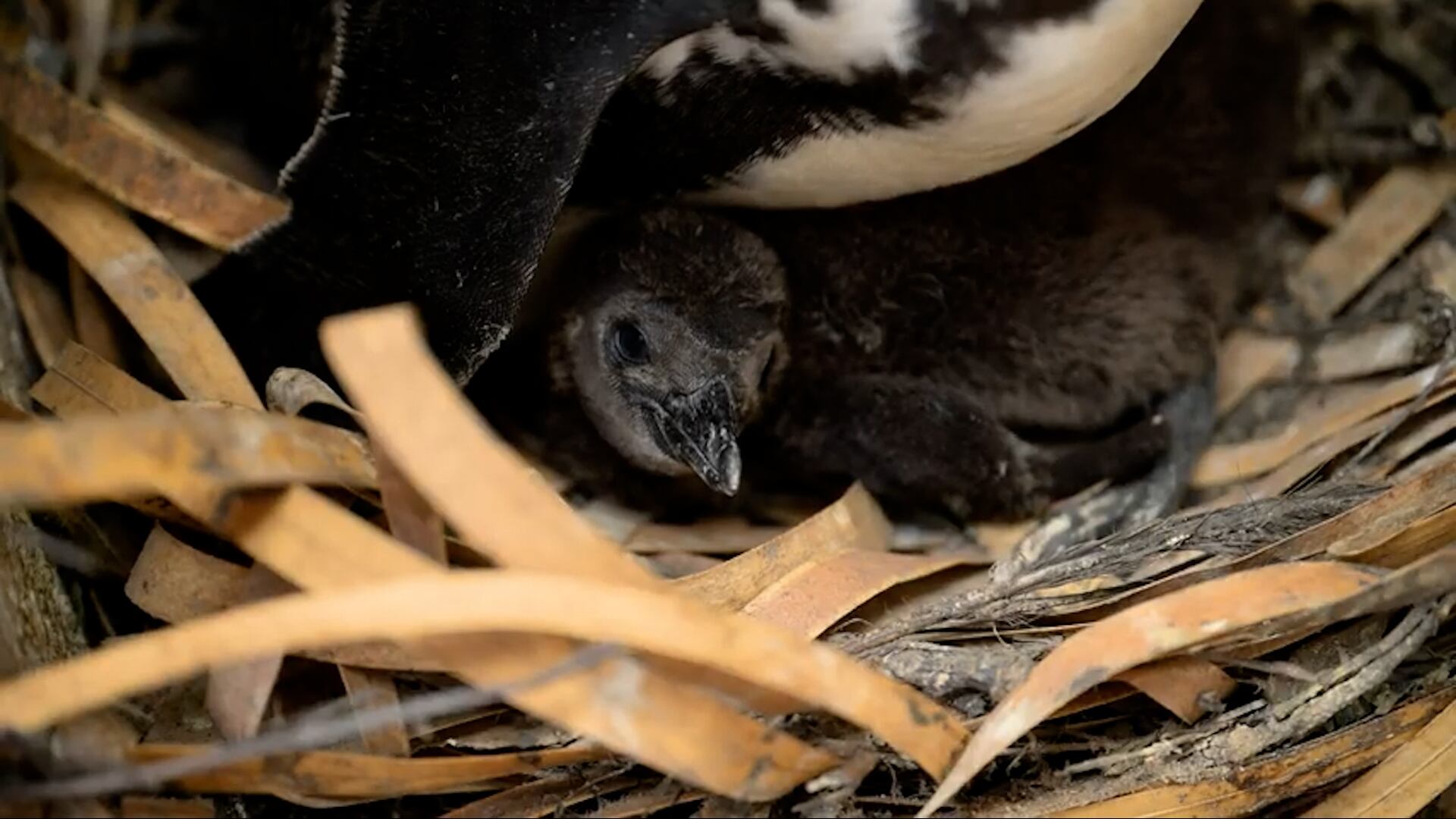 La supervivencia de los polluelos de pingüino africano se ve amenazada durante la temporada de cría por la sobrepesca/Archivo Hertfordshire Zoo