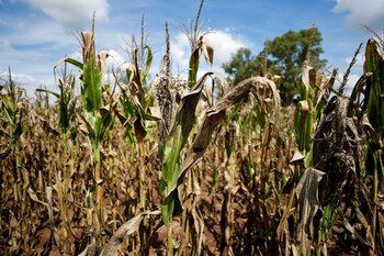 Cultivos como maíz, frijol y arroz enfrentan riesgos