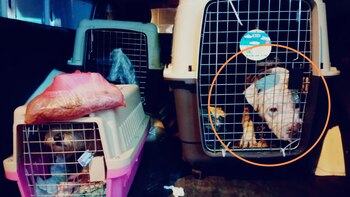 Pitbull murió en bodega de