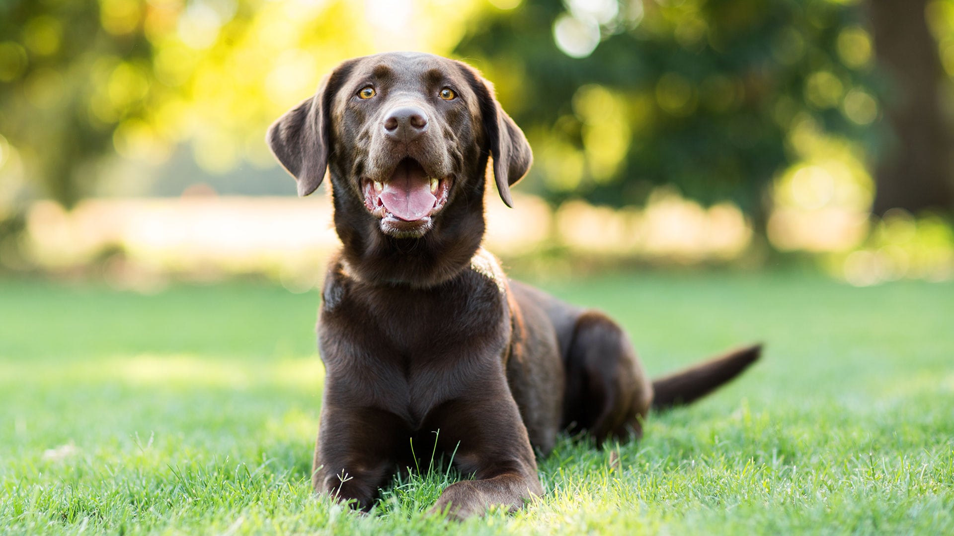 La domesticación transformó las expresiones faciales caninas, favoreciendo la aparición de gestos más expresivos y comprensibles por las personas