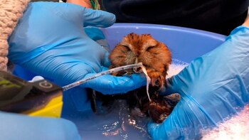 En la imagen se muestra