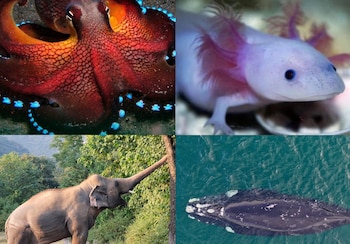 Los animales tienen características únicas