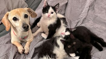 El perro ayudó a los