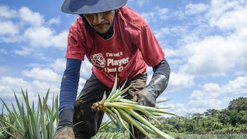 Hombre con sombrero "Pinales de Santa Clara" y camiseta roja se inclina para recoger brotes de piña en un campo. El cielo azul con nubes y árboles son visibles.