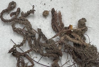 Restos humanos INAH fragmentos