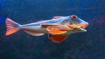 Un estudio detalló cómo el