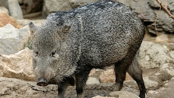 Loreto lidera la cuota nacional