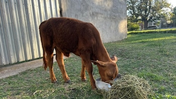 Indignación en un pueblo de