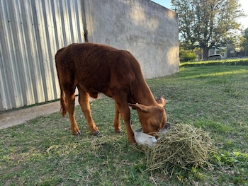 La Escuela Bernardino Rivadavia perdió