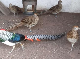 Algunas especies se ofrecían por estados de WhatsApp