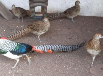 Algunas especies se ofrecían por