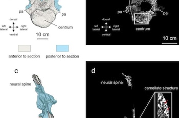 El fósil presenta una estructura ósea única, con láminas en Y no vistas en otros ejemplares (Crédito: Scientific Reports (2026). DOI: 10.1038/s41598-026-49822-3)