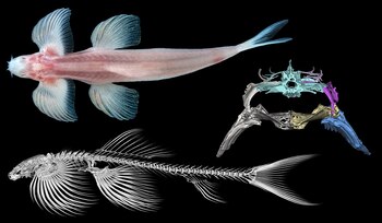 El neuropeptido hipocretina regula el