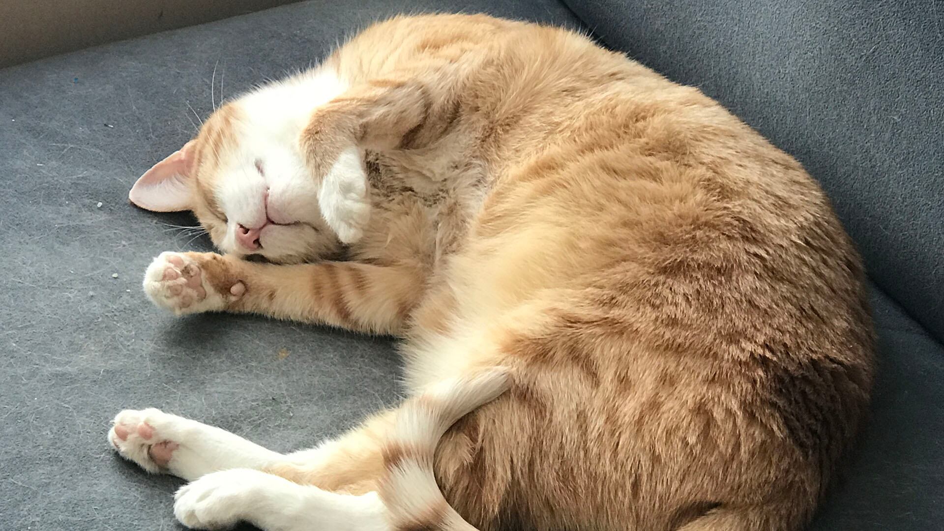 Por esto tu gato siempre elige el mismo lugar. (Freepik)