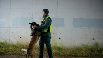 Cuatro perros de la Guardia
