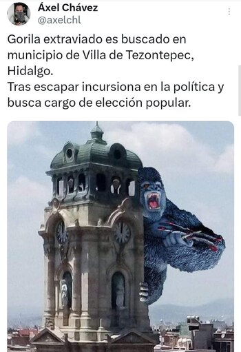 Memes sobre el gorila extraviado