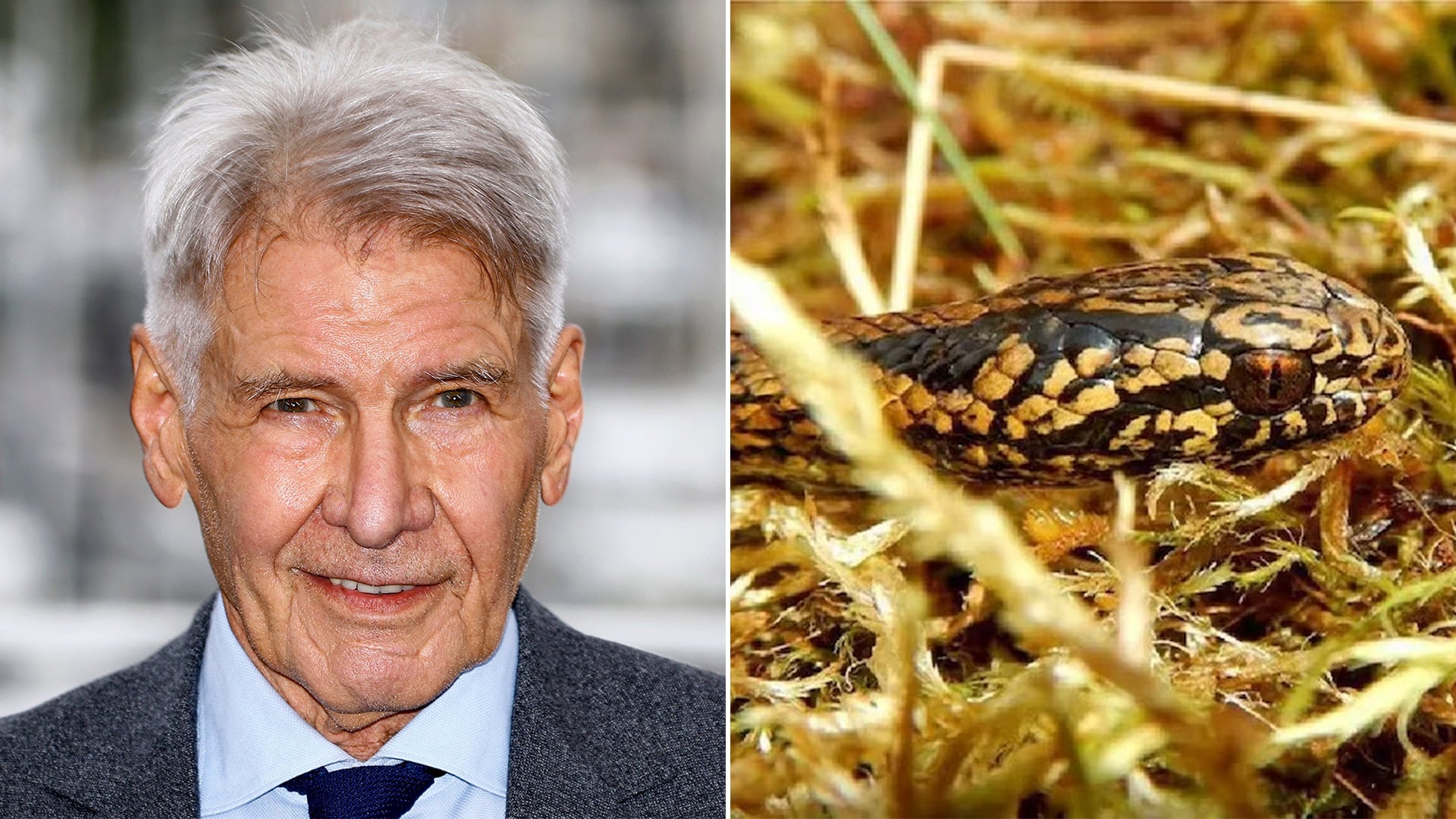 La serpiente Tachymenoides harrisonfordi de Perú lleva el nombre de Harrison Ford en homenaje a su activismo ambiental