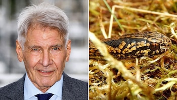Un montaje de dos imágenes: a la izquierda, un primer plano del actor Harrison Ford y, a la derecha, la cabeza de una serpiente marrón y negra sobre musgo