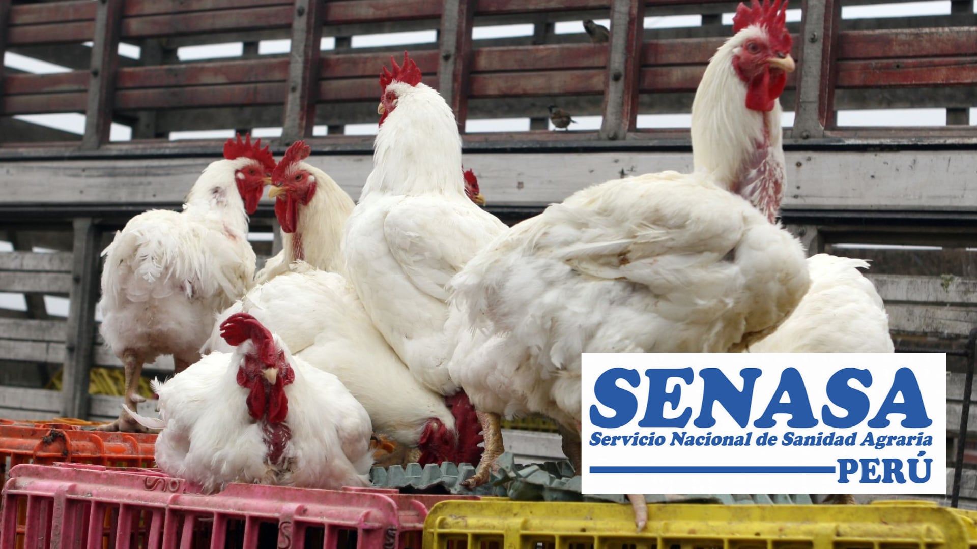 Emergencia sanitaria por influenza aviar: Senasa activa medidas en todo el país para evitar la propagación del virus H5N1 en granjas avícolas