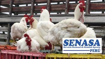 Emergencia sanitaria por influenza aviar: Senasa reporta aparición de un tipo del virus H5N1 en aves de corral y evalúa medidas