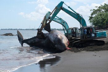 Remolque del cuerpo del mamífero