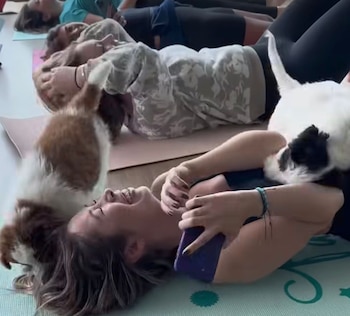 El yoga con cachorros gana