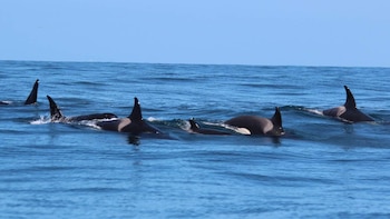 Grupo de orcas avistado en Galicia. (CEMMA/MITECO)