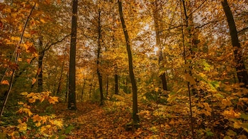 El nuevo proyecto europeo que