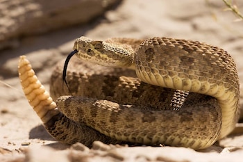 Primer plano de una serpiente de cascabel marrón y bronceada enrollada en la arena, con su lengua negra bífida extendida y su cascabel visible al fondo