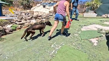 Una persona lleva con correa a un perro visiblemente desnutrido.