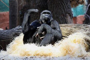 Hay alrededor de 350 gorilas