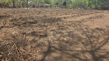 Sequía golpea al sur de Honduras pozos y ríos se secan y crece el riesgo de inseguridad alimentaria