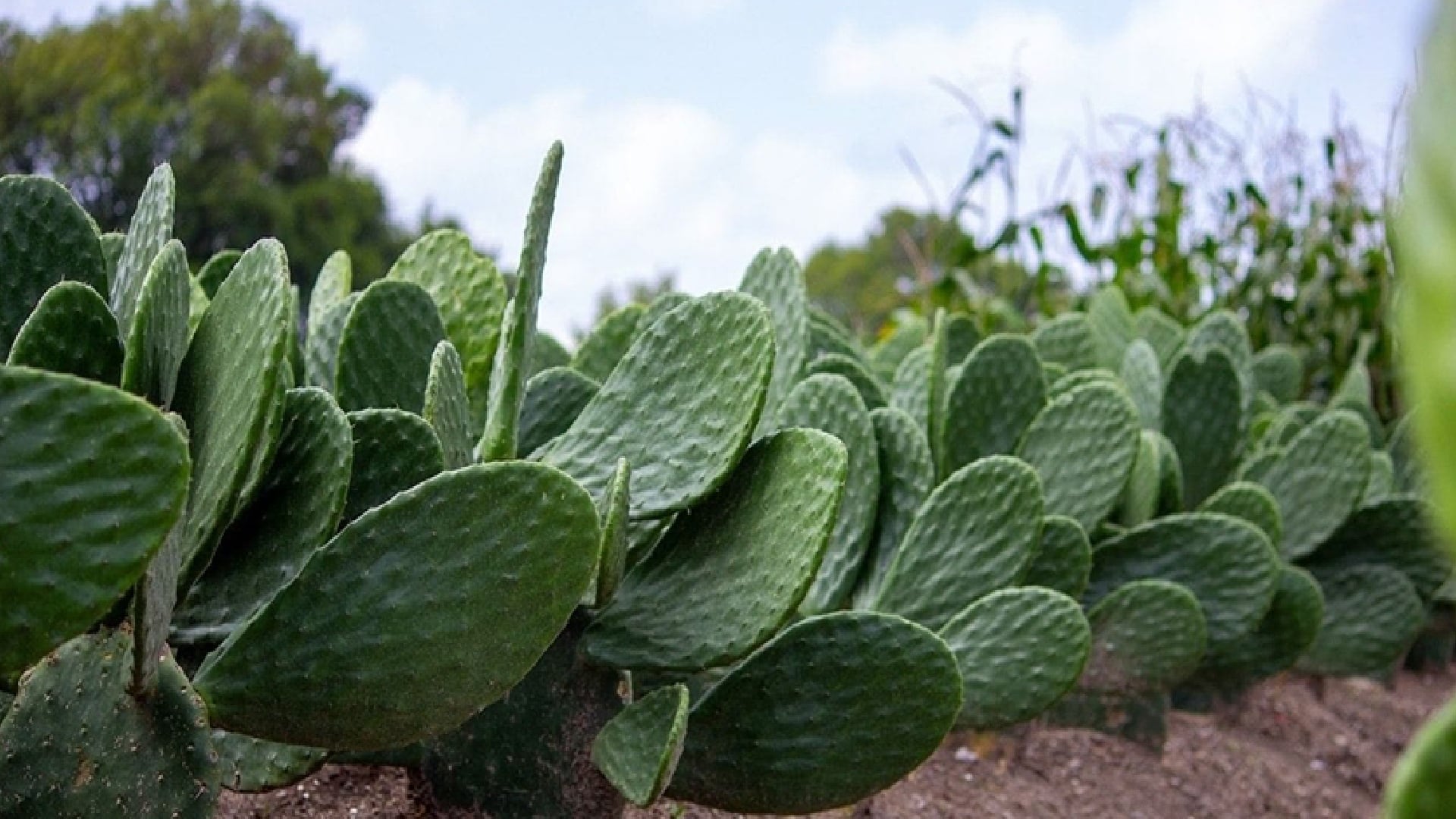 El nopal forma parte esencial de la gastronomía mexicana y aporta beneficios destacados a la salud. - (Gob. Edomex)