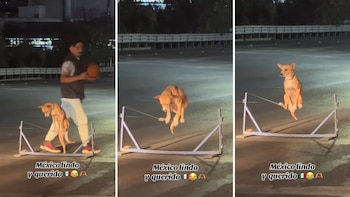 Perrita conquista las redes con