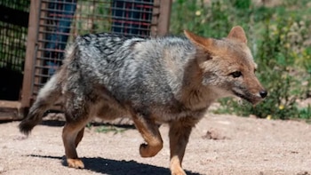 Liberaron a más de 30