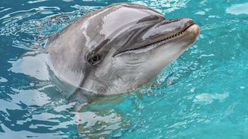 Muere Echo, una delfina rescatada en Canadá que estaba bajo cuidado del Oceanogràfic de Valencia una semana después de la beluga Jelly Bean
