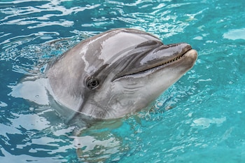 Echo, una delfina rescatada de Canadá (OCEANOGRÀFIC)