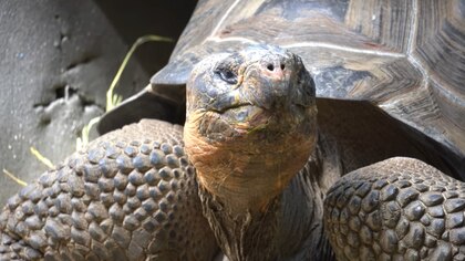 Un trozo de historia viviente: Hermes, la majestuosa tortuga extinta que llega a zoológico en Andalucía